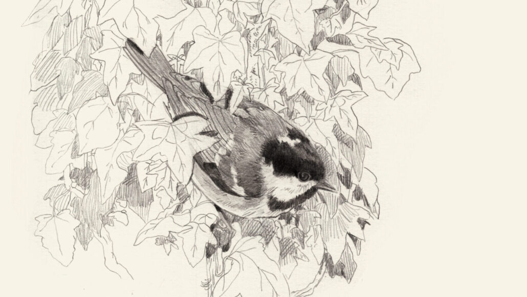 Raciine-M – Understanding and describing mountain biodiversity at school